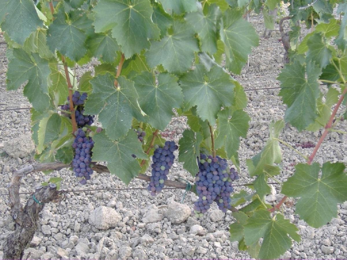 Bio Agriturismo Il Torrione Saturnia Ngoại thất bức ảnh